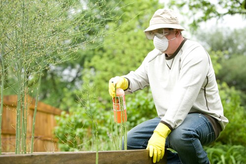 Guardians Against Pests: Professional Pest Control for a Healthy Home