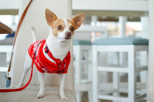Choosing the Right Dog Life Jacket: A Buyer’s Guide